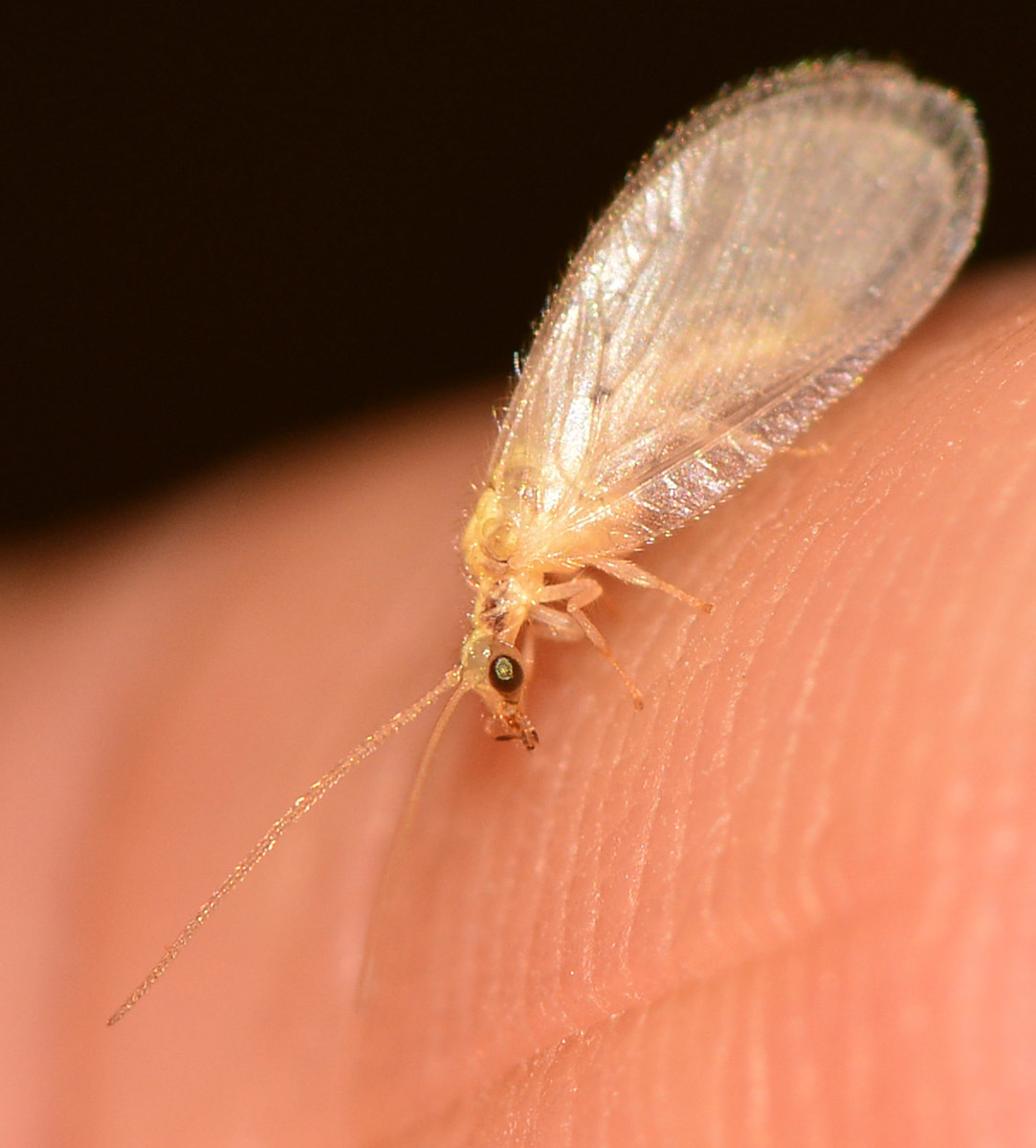 Hemerobiidae: Hemerobius sp. neo-sfarfallato
