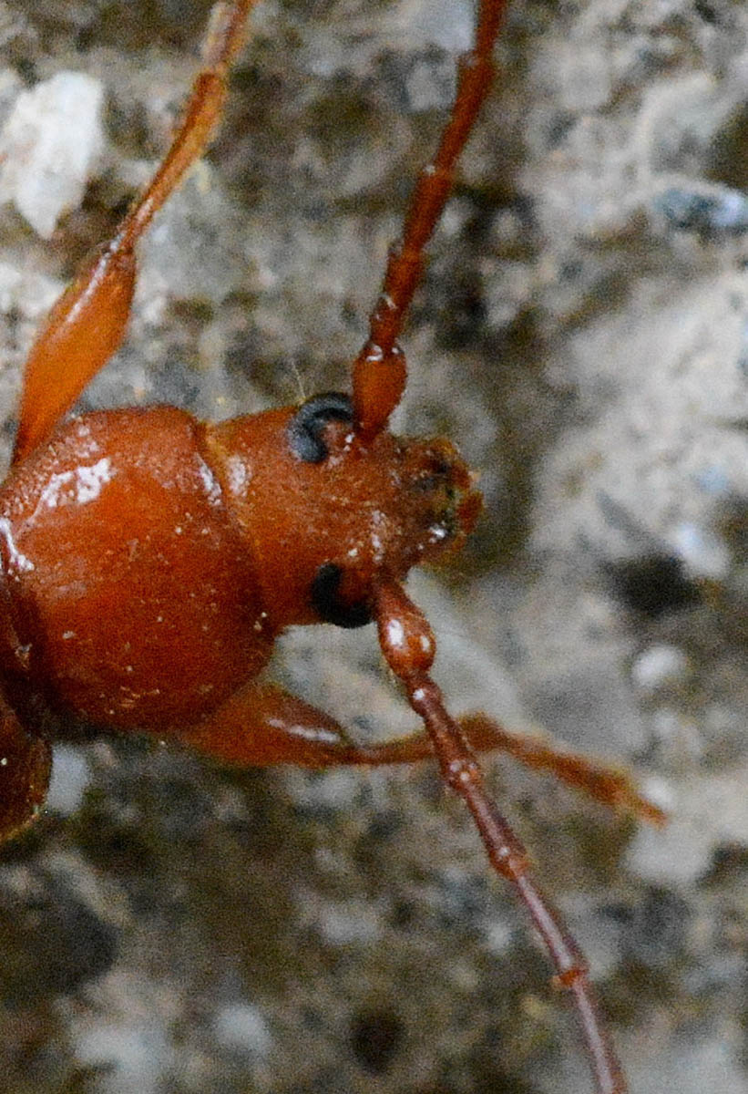 Cerambycidae:  Phymatodes testaceus
