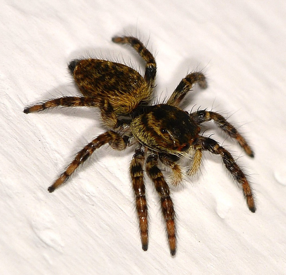 Salticidae: Carrhotus xanthogramma  - Mediglia (MI)
