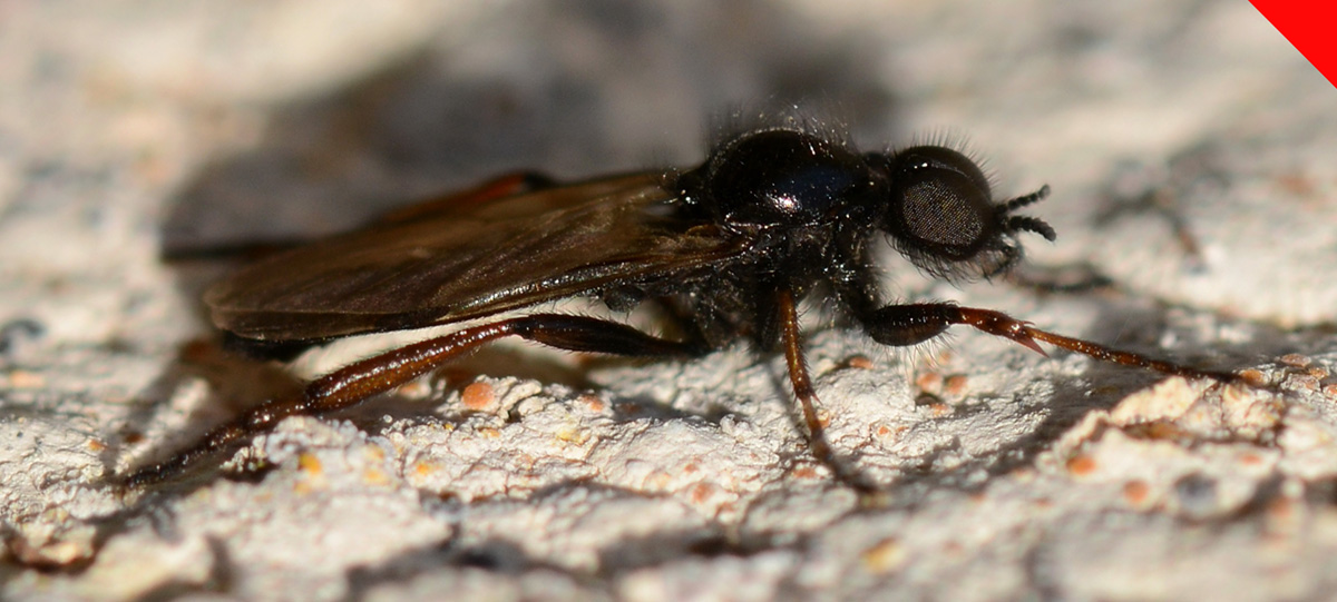 Bibio cf. johannis maschio (Bibionidae)