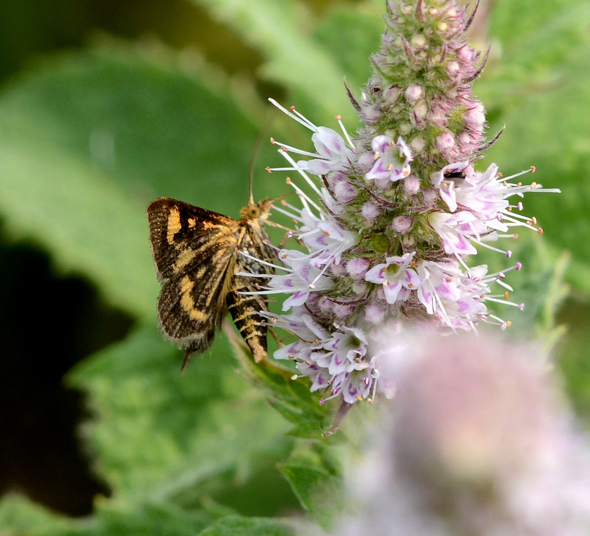 Crambidae ? S, Pyrausta aurata