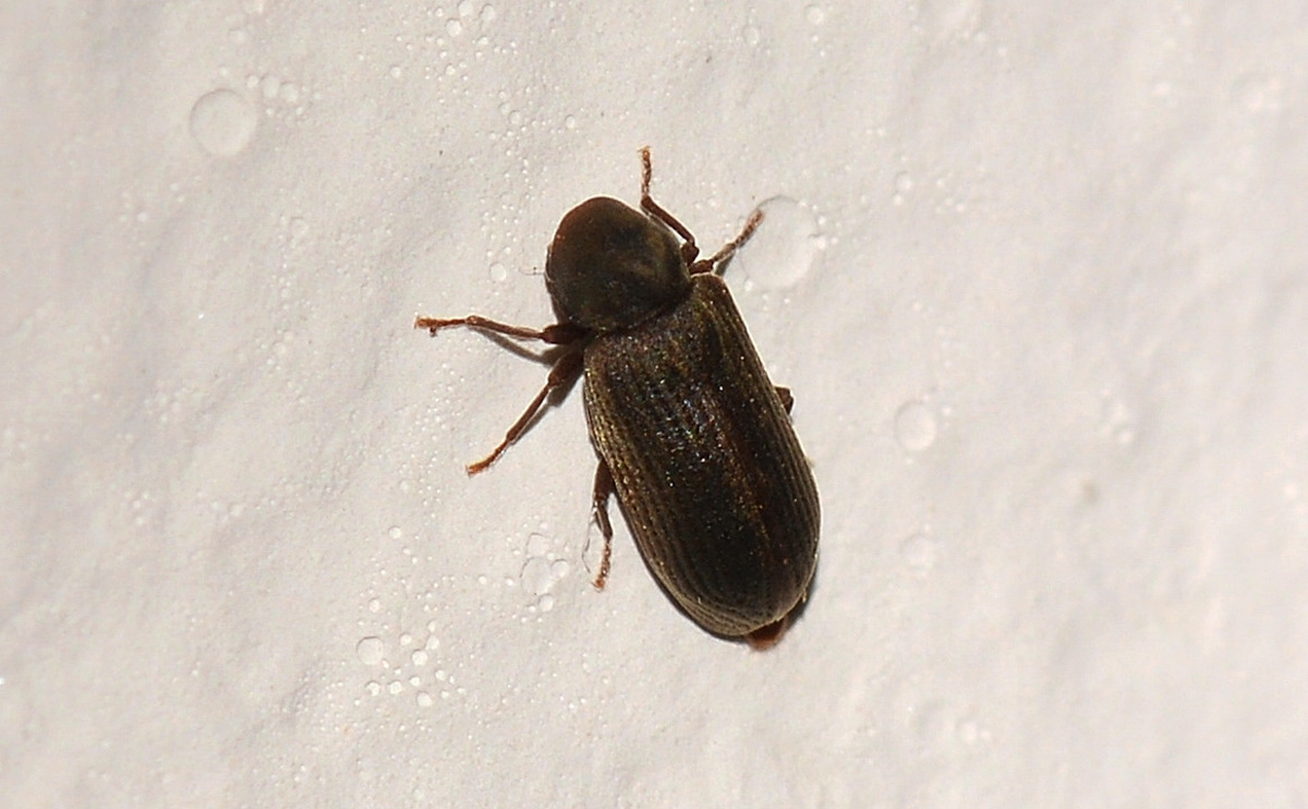 Tarlo Anobium punctatum (cf), Anobiidae