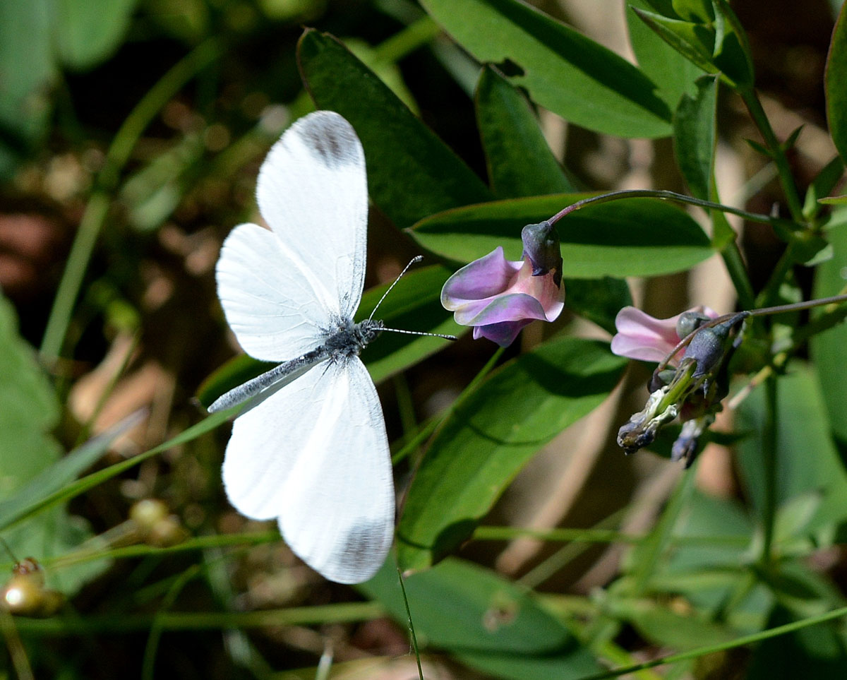 Piccola Pieridae 2 - Leptidea sinapis