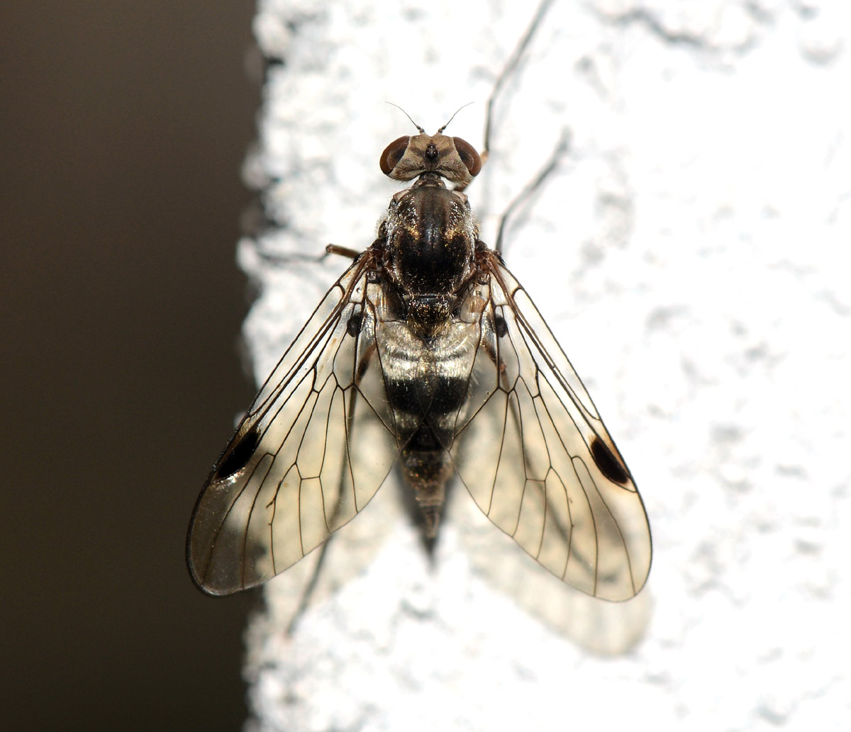 Femmina di Chrysopilus splendidus (Rhagionidae)