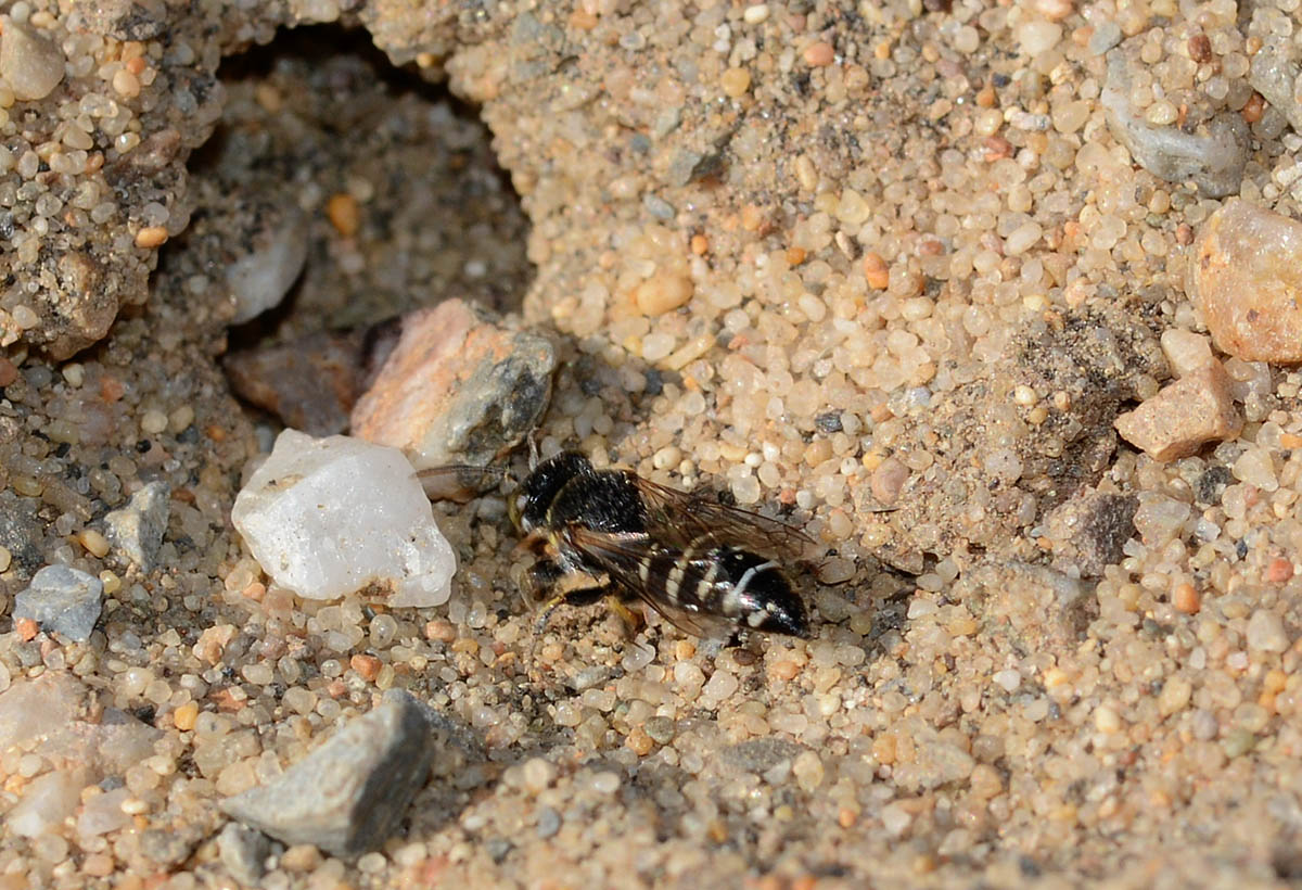 Bembecinus insulanus (cf), Crabronidae
