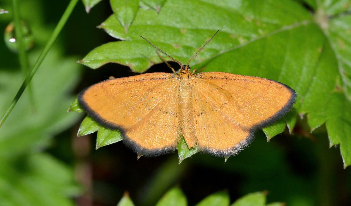 Quale idaea ? - Idaea flaveolaria