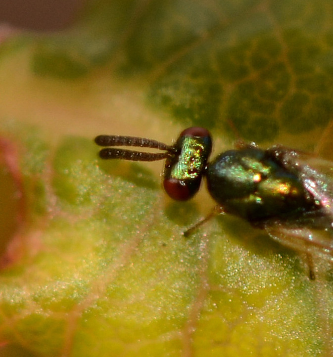 verde da id: Torymidae