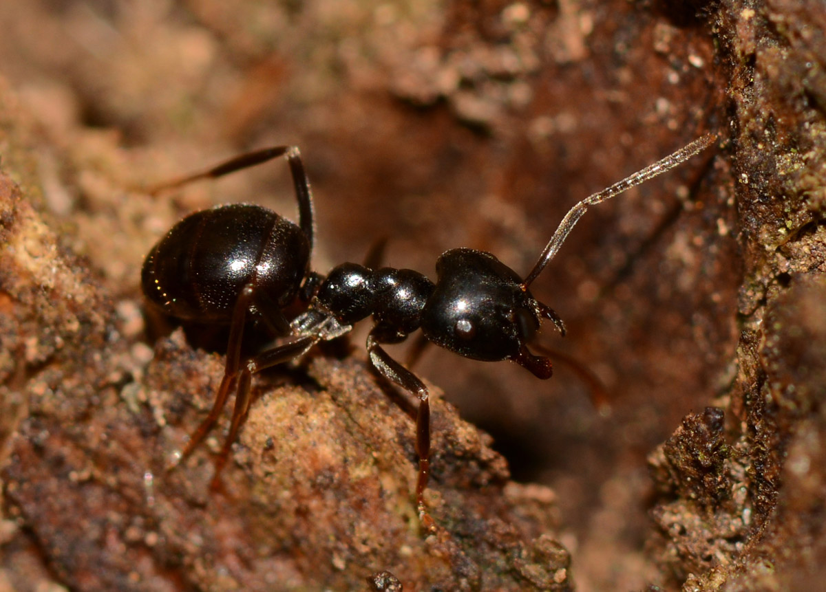 Lasius fuliginosus, Formicidae
