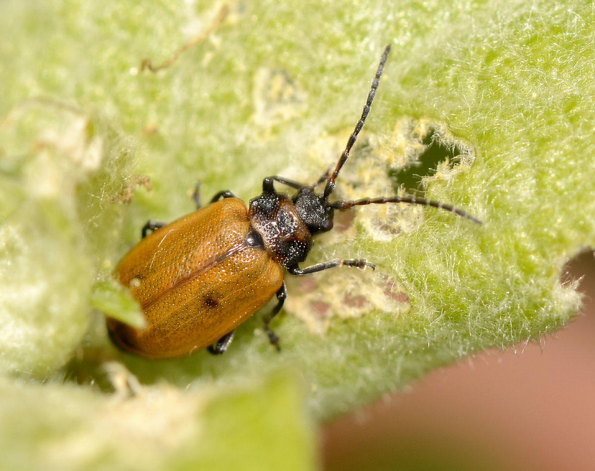 Lochmaea caprea, Chrysomelidae