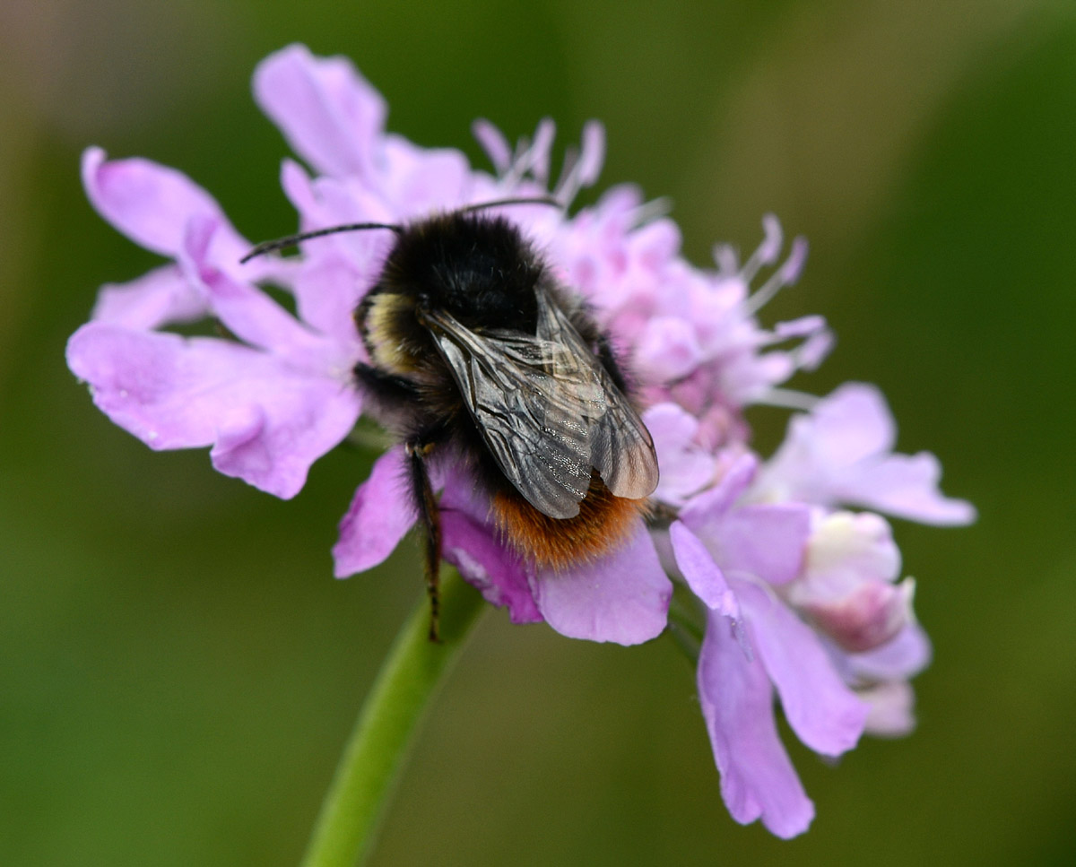 Bombus lapidarius (cfr), maschio, Apidae