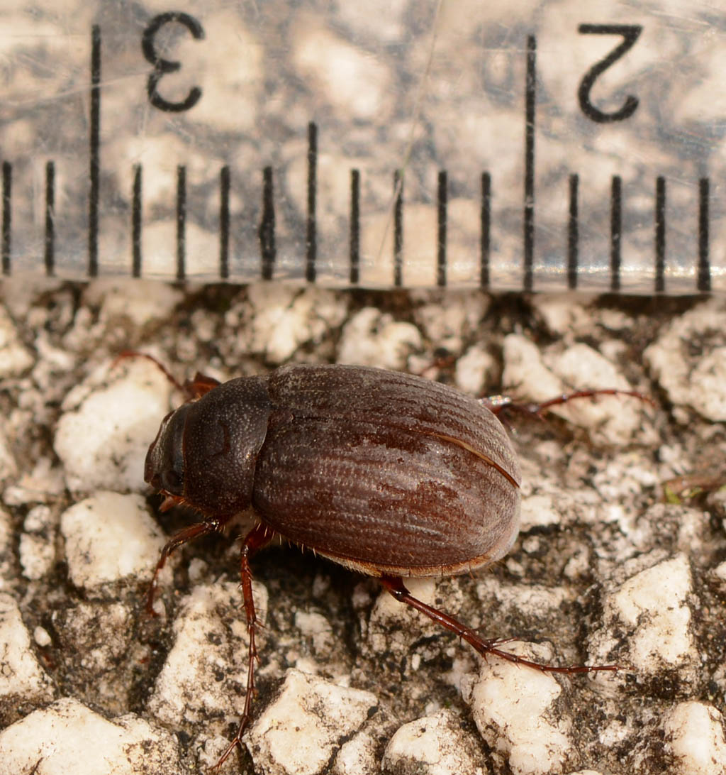 Maladera holosericea, Melolonthidae
