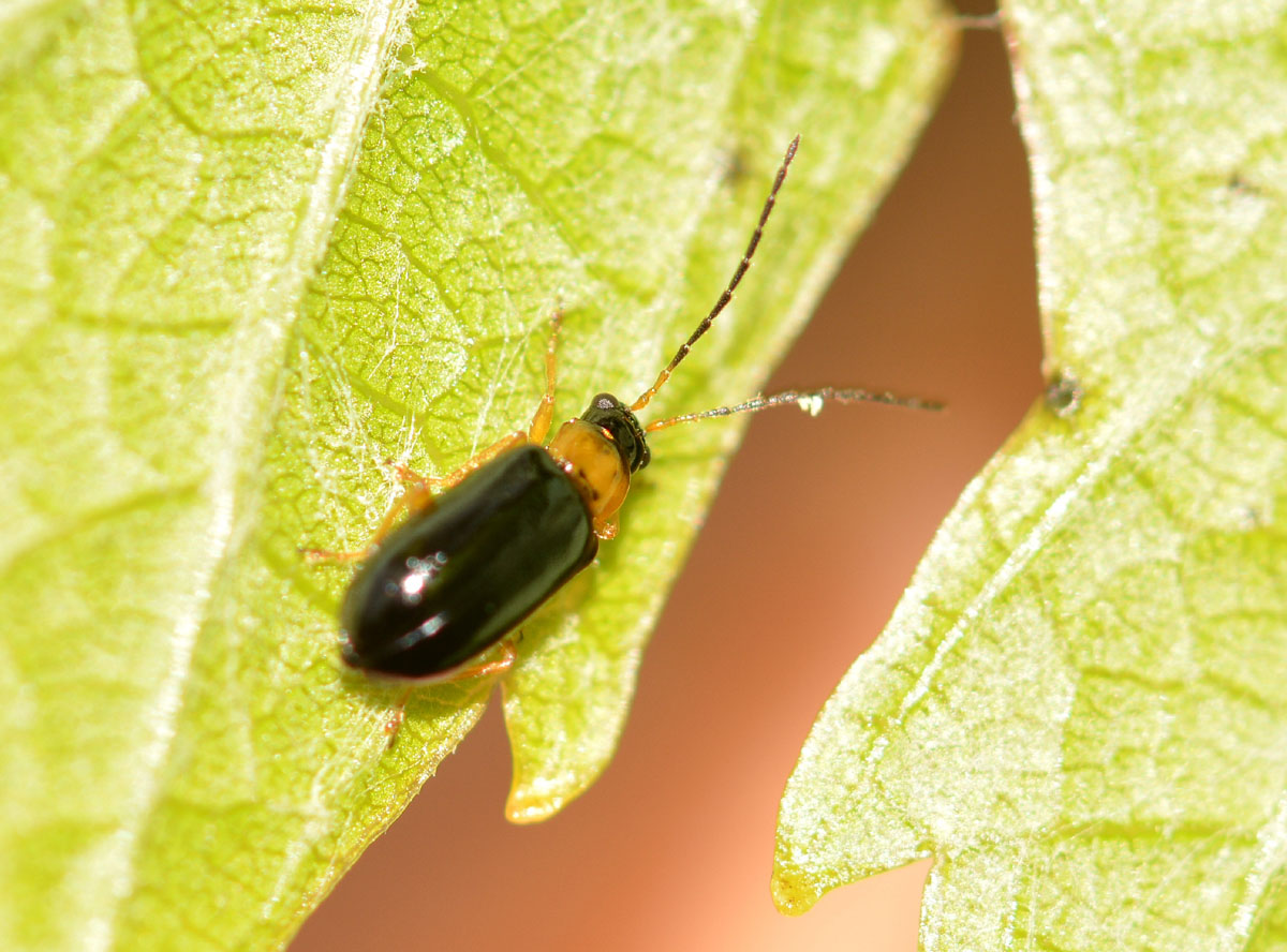Luperus cfr. pygmaeus, Chrysomelidae