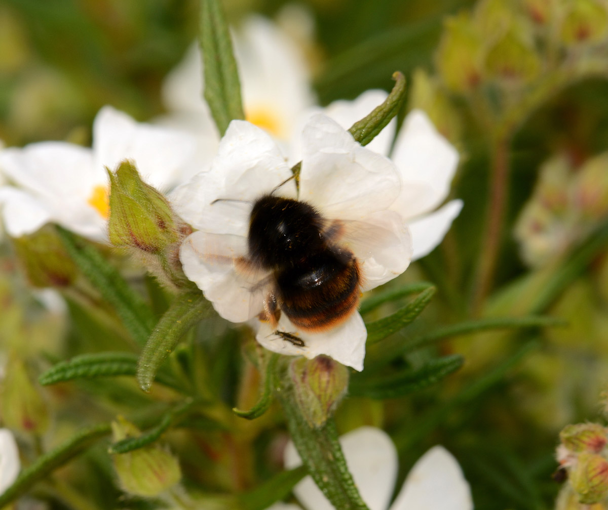Bombus di Capraia:  Bombus terrestris cfr.xanthopus
