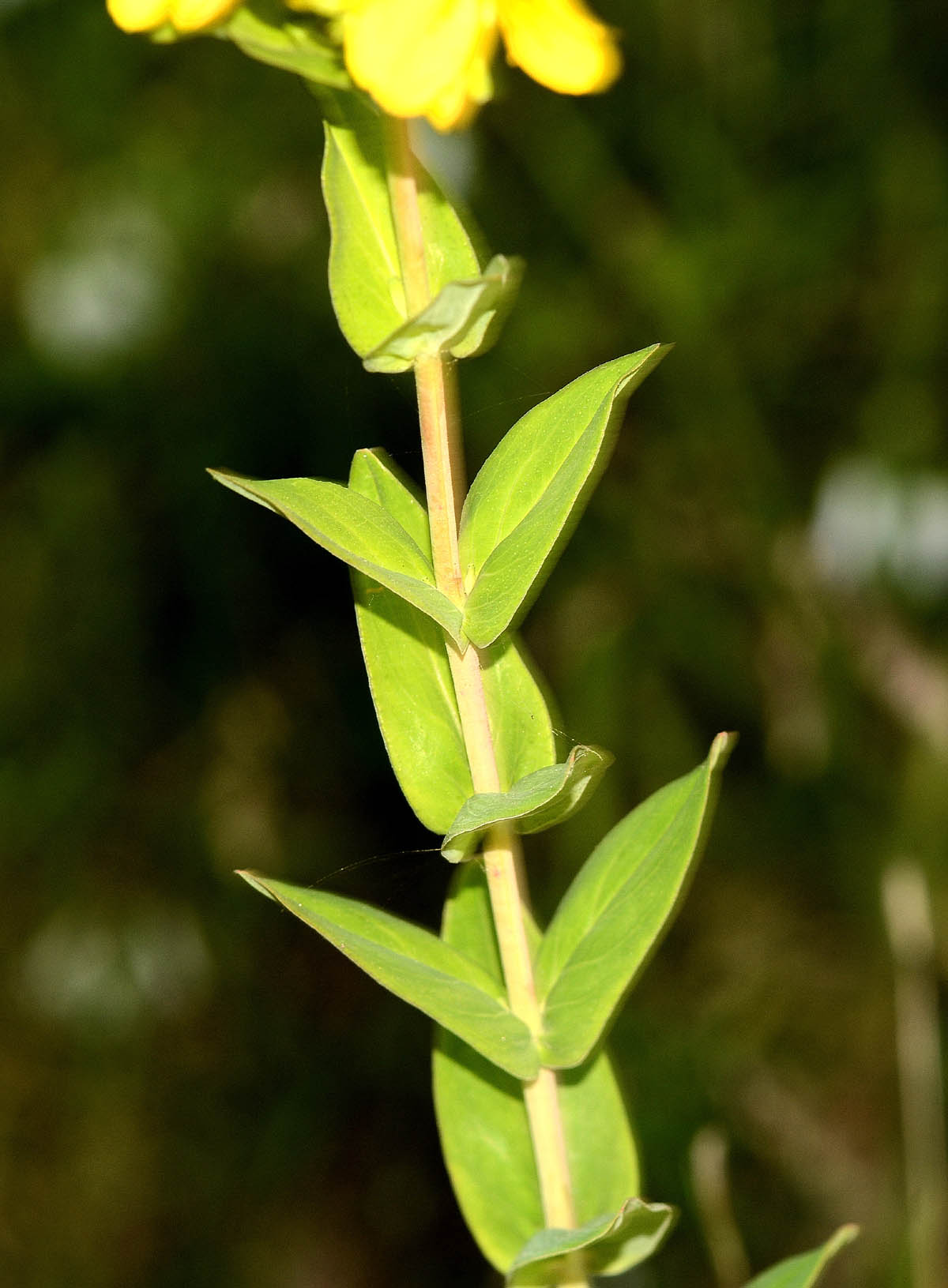 Hypericum hircinum ? no, Hypericum perfoliatum