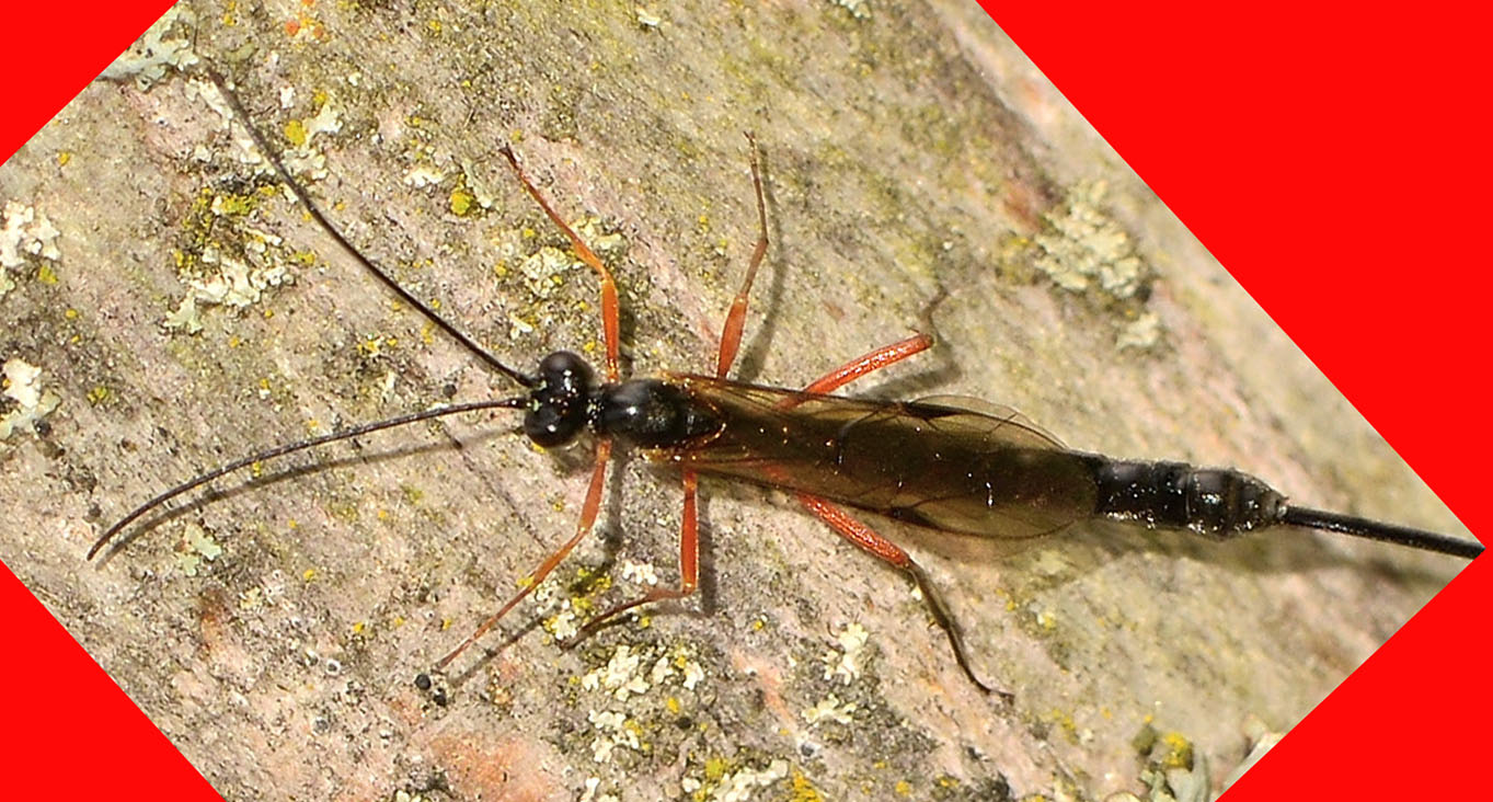 Ichneumonidae  Pimplinae