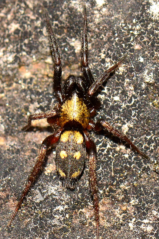 Callilepis sp. - Bannio Anzino (VB)