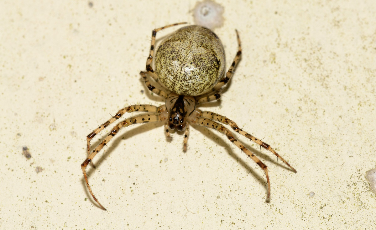 Maschio e femmina di Metellina sp.