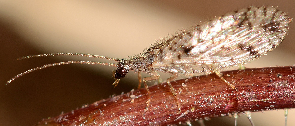 Hemerobiidae:  Micromus variegatus