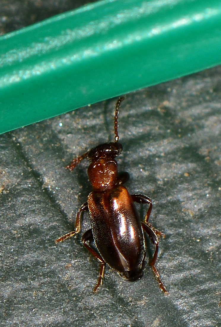 di che famiglia ? Anthicidae:  Omonadus floralis