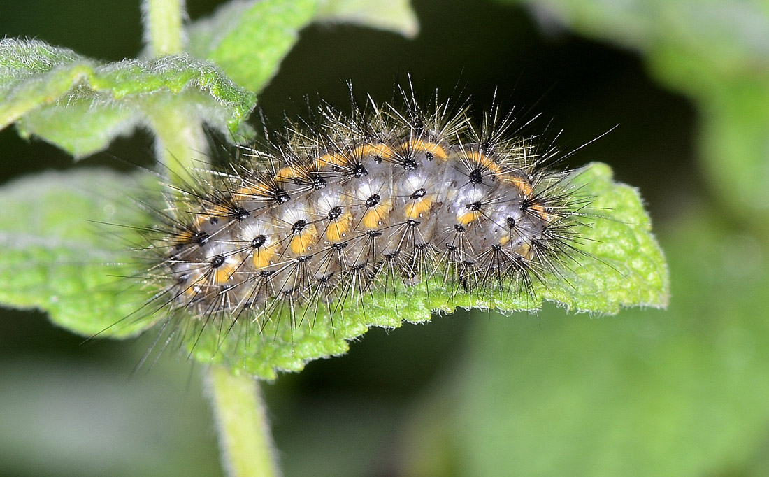 Larva su menta - Phragmatobia fuliginosa, Erebidae Arctiinae