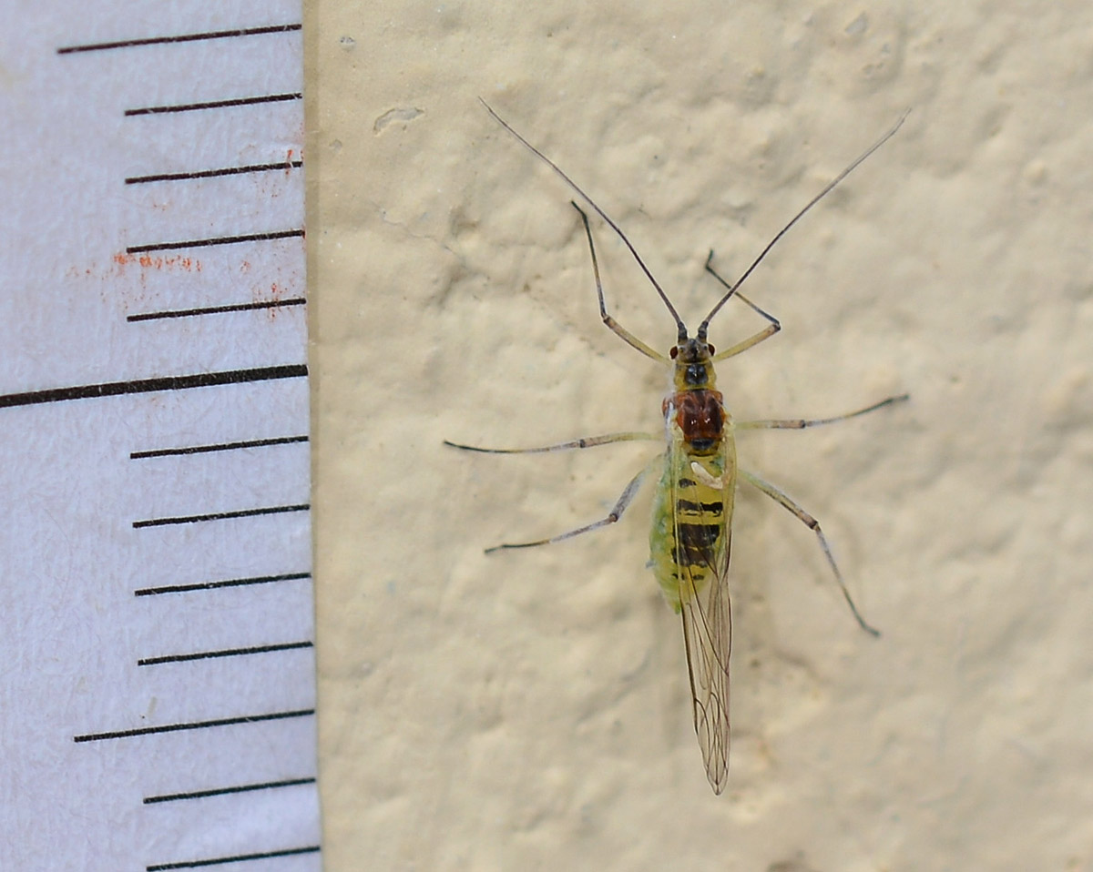 Aphididae:  Drepanosiphum platanoidis