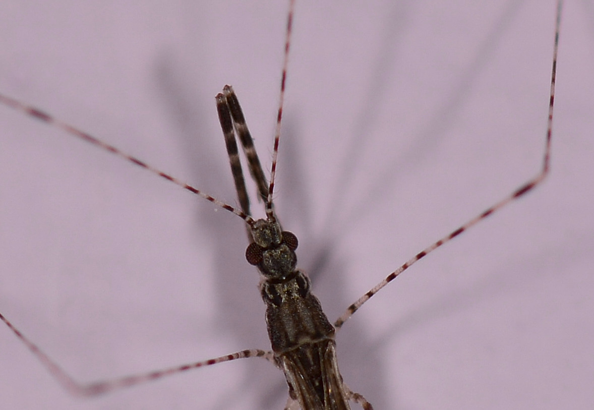 Reduviidae: Empicoris rubromaculatus