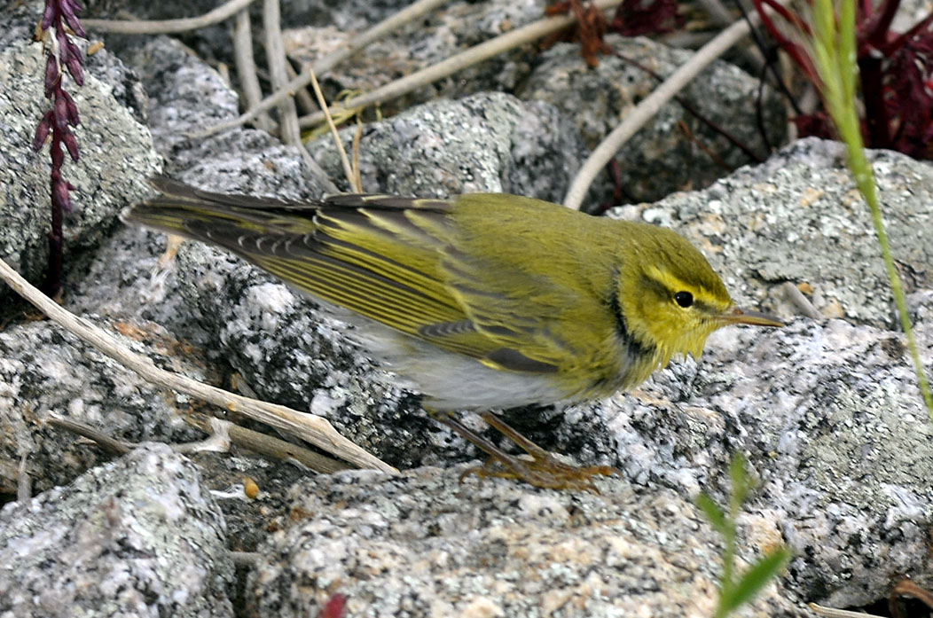 Lu dal Giglio:  Lu verde (Phylloscopus sibilatrix)