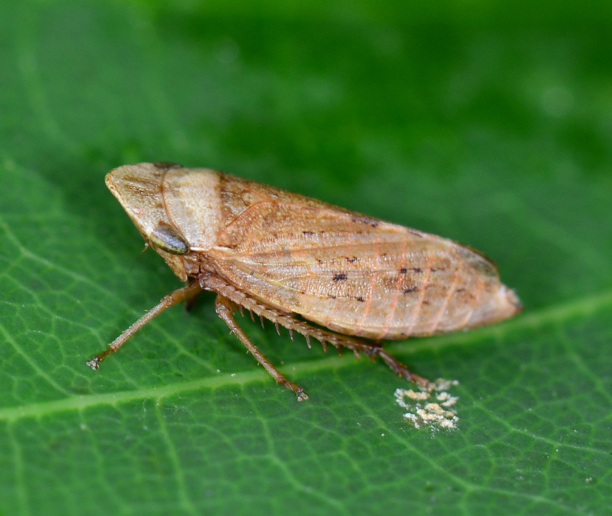 Cicadellidae:  Aphrodes sp.