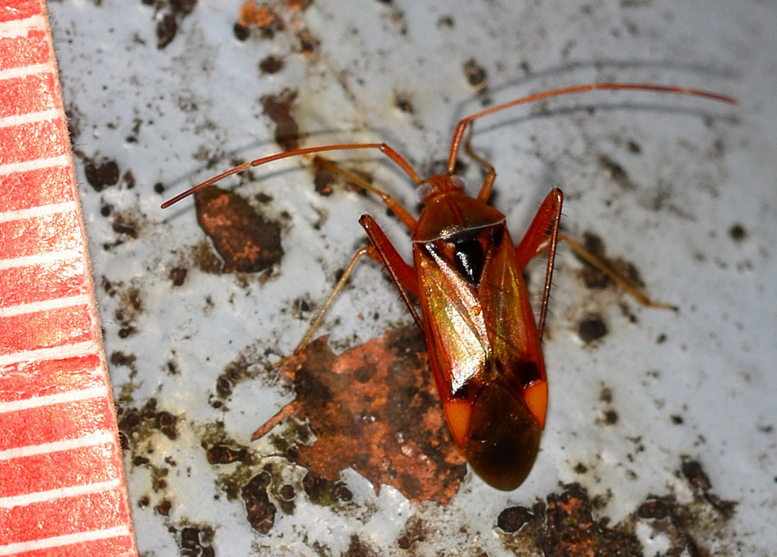 Miridae:  Megacoelum beckeri