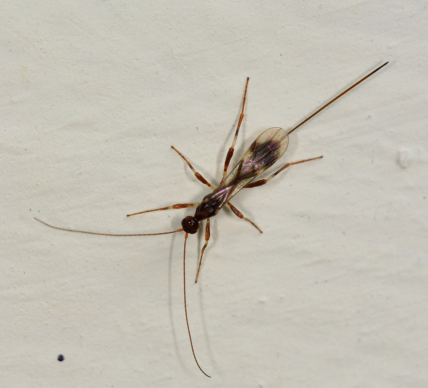 cos'' ?  Braconidae:  Spathius sp.
