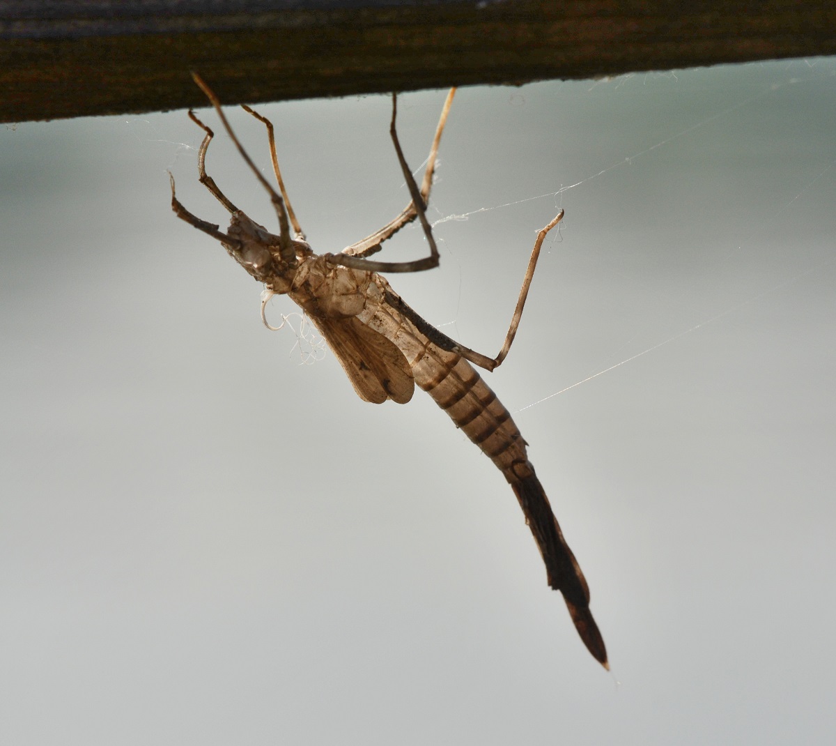 exuvie da id: Calopteryx splendens