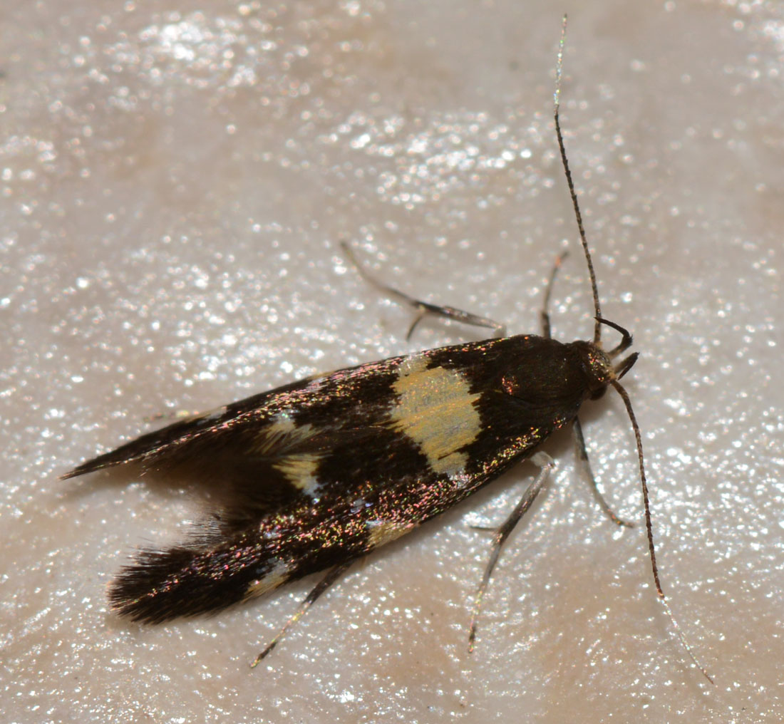 Tineidae ? No, Denisia stroemella - Oecophoridae