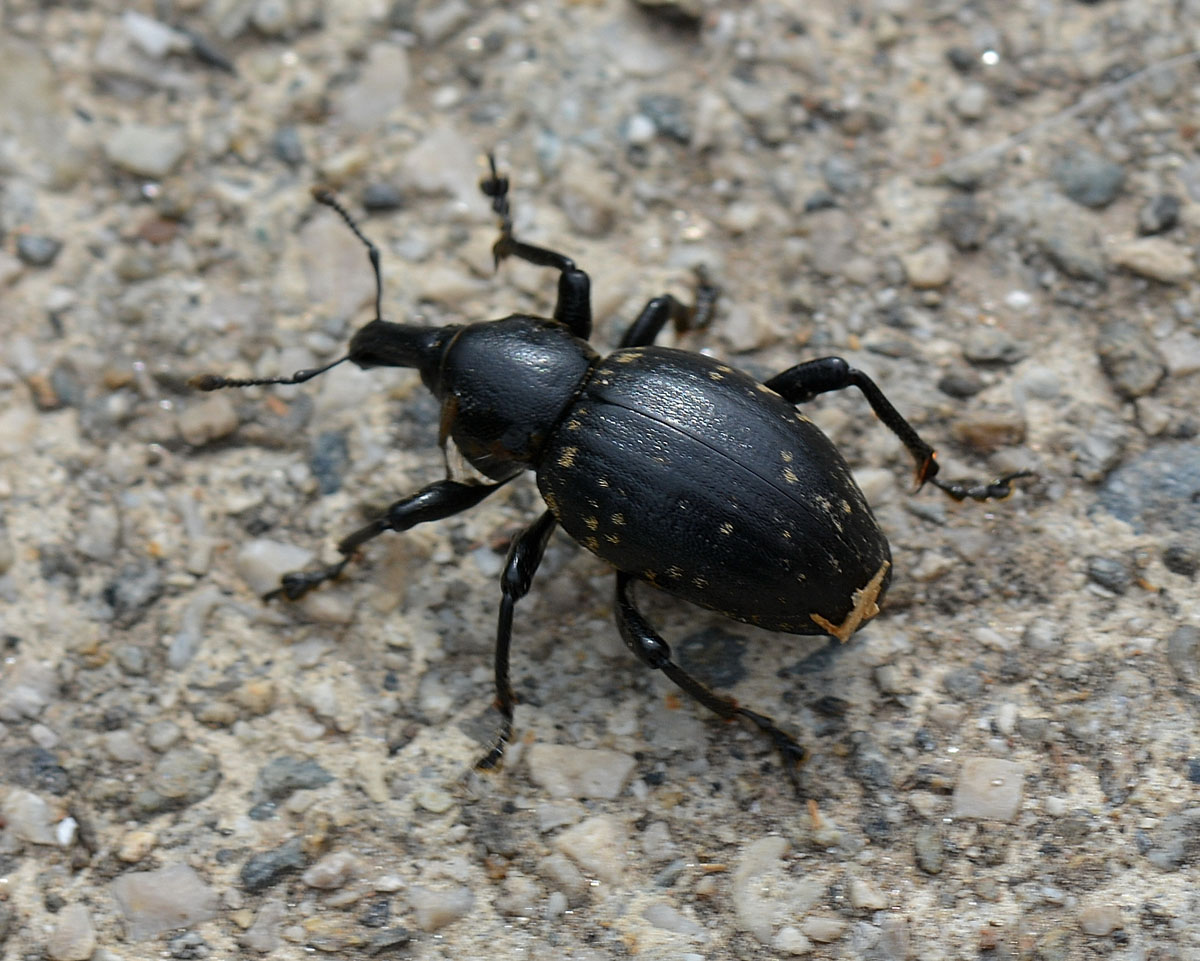 Liparus cfr. germanus (Curculionidae)