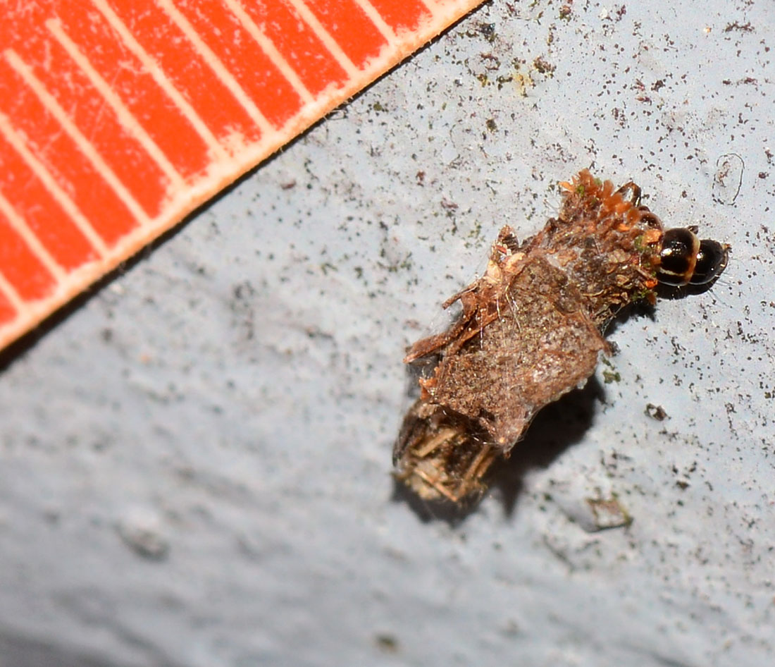 Psychidae, cfr. Proutia betulina