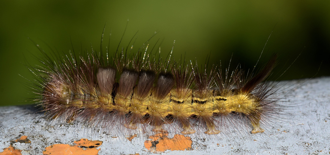 Bella larva di ? Calliteara pudibunda - Erebidae Lymantriinae