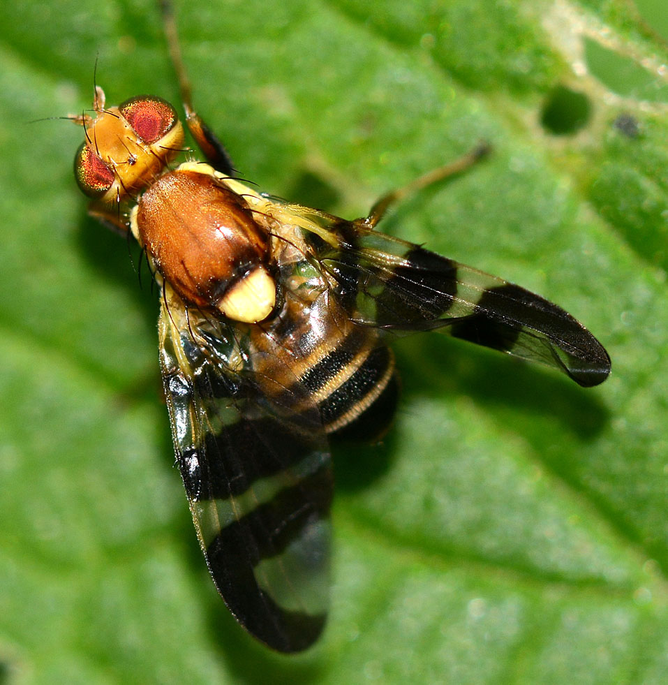 Ali zebrate: Rhagoletis completa, Tephritidae