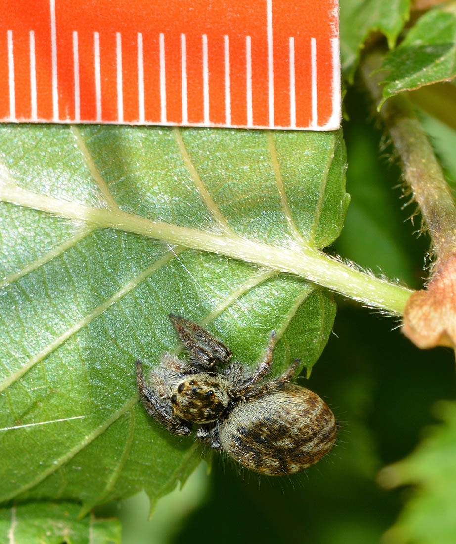 Carrhotus xanthogramma  - Ceriale localit Peagna (SV)