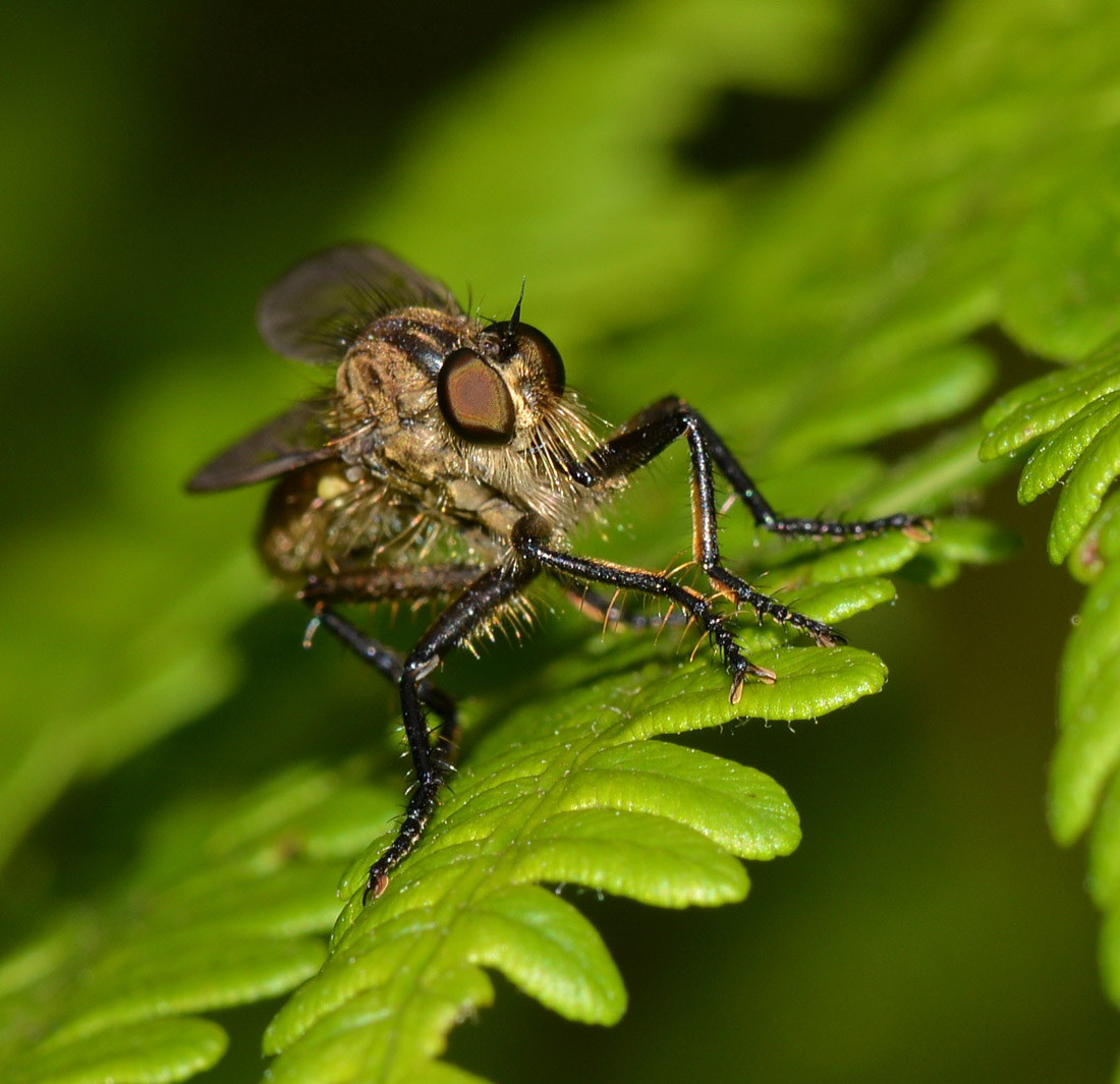 Asilidae