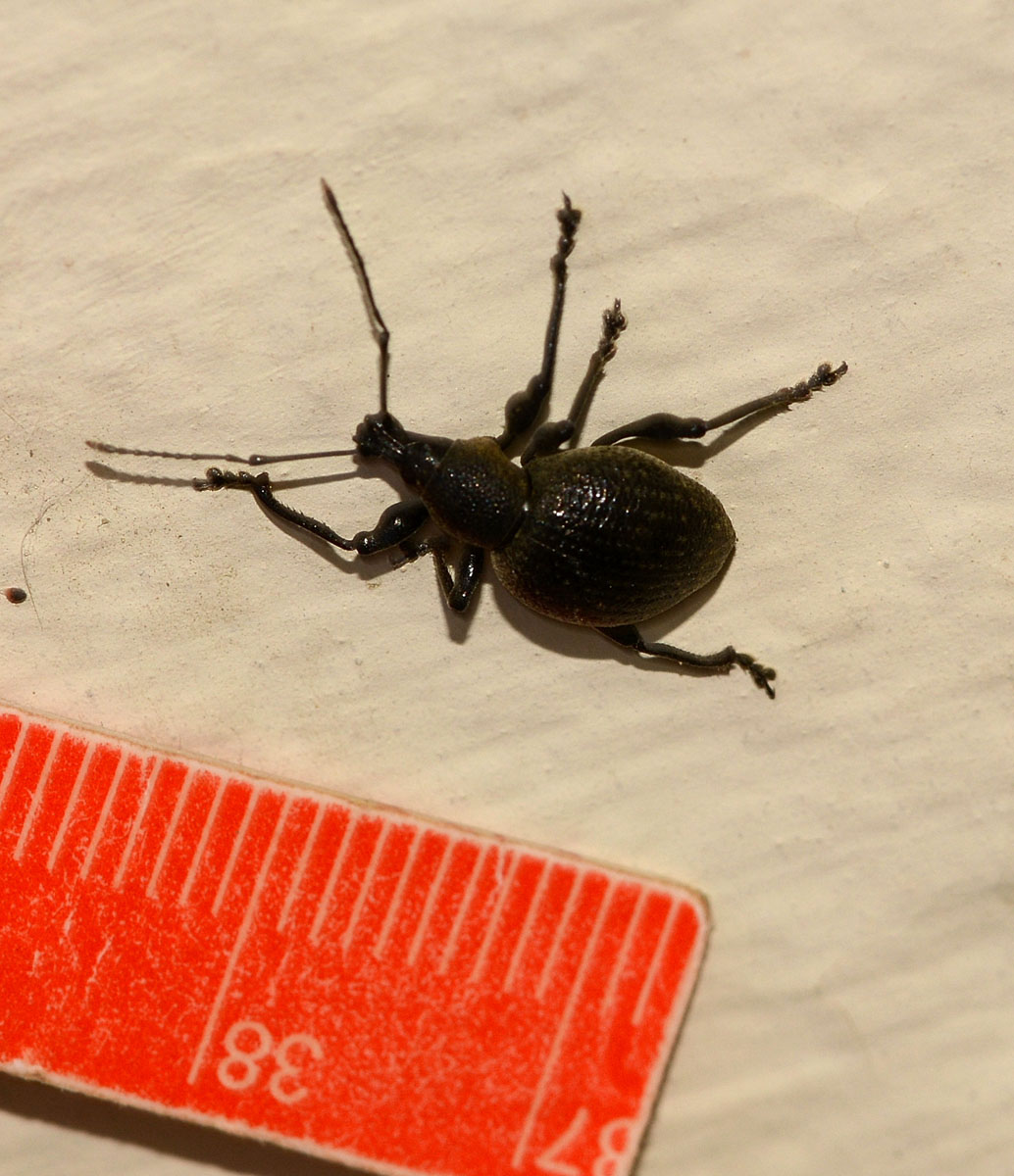 Curculionidae: Otiorhynchus salicicola