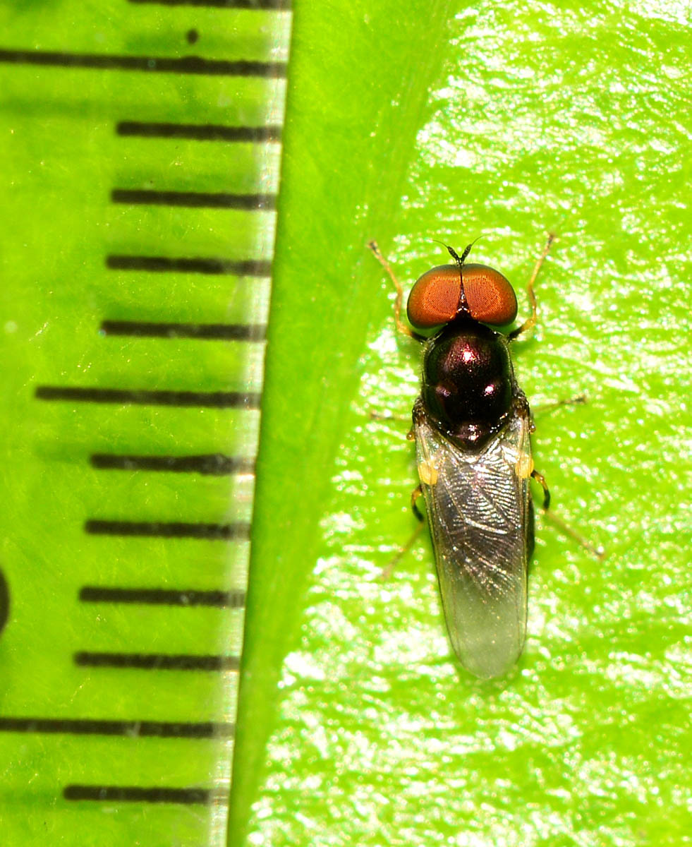 Grandi occhi rossi: Microchrysa polita  maschio (Stratiomyidae)