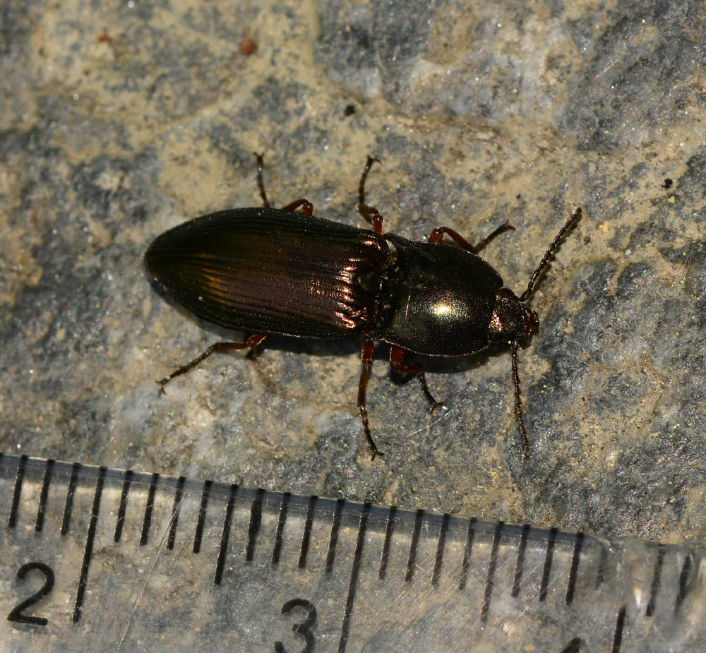 Tenebrionidae ?  No, Elateridae: Selatosomus aeneus