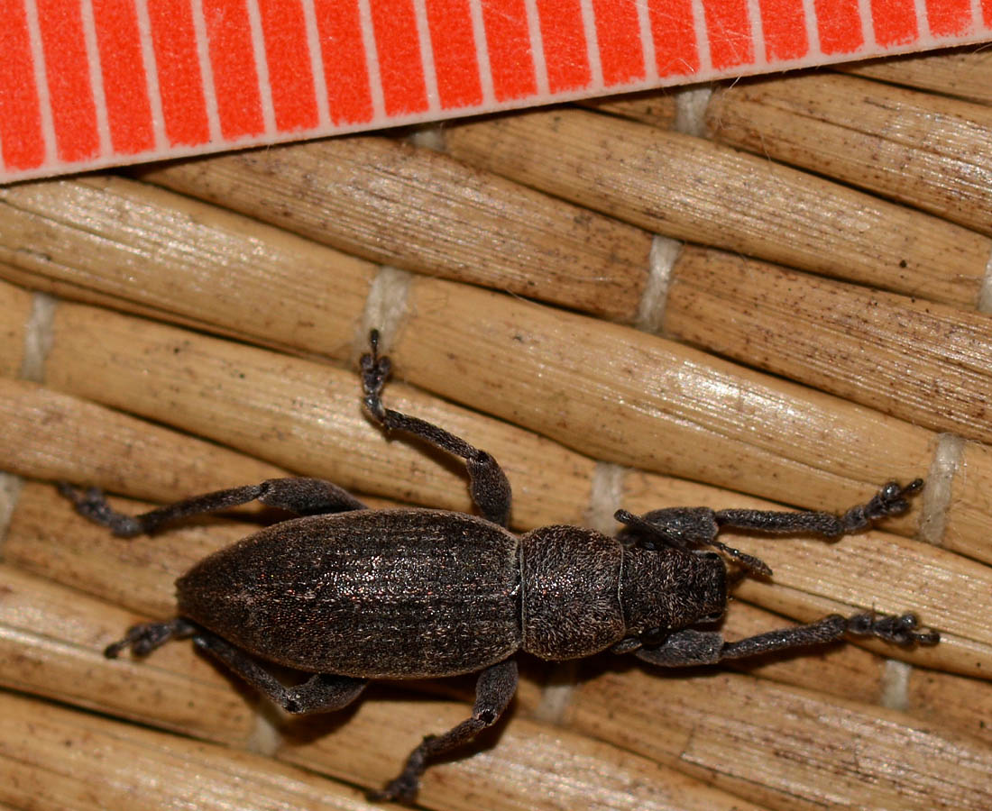 Curculionidae sardo:  Brachyderes grisescens