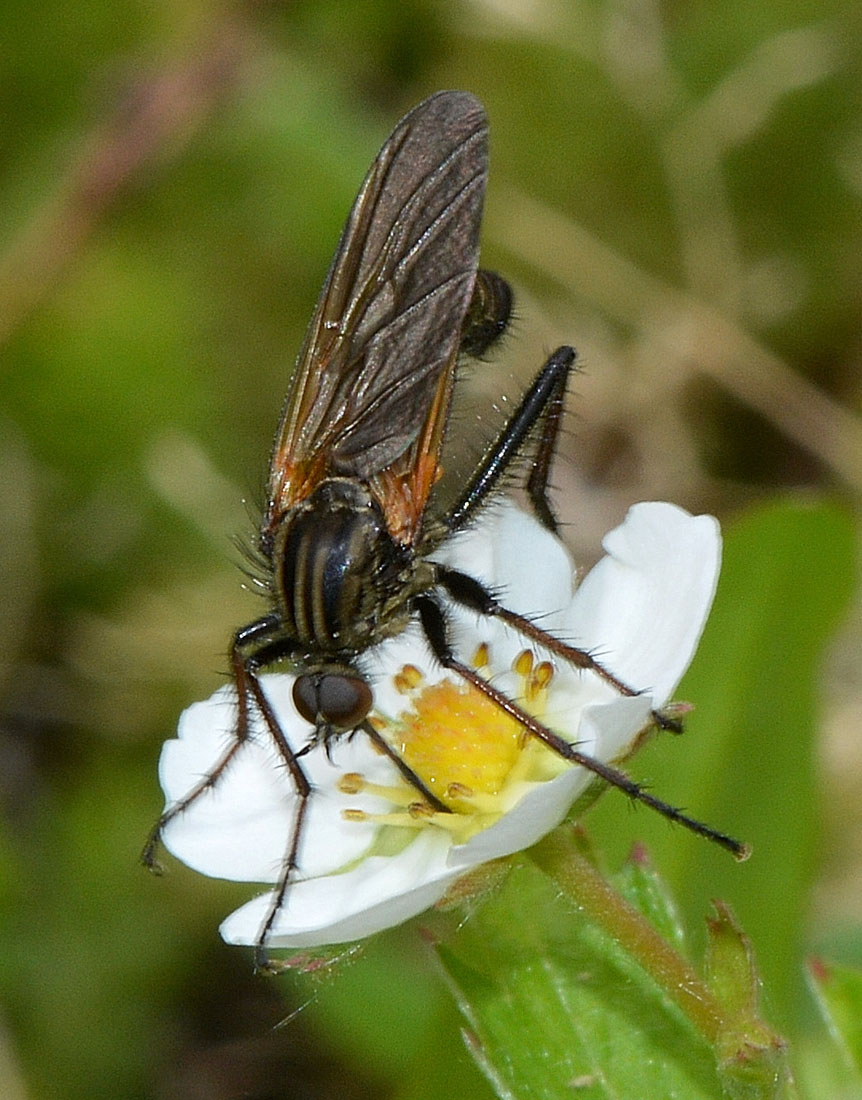 Empis tessellata maschio (Empididae)