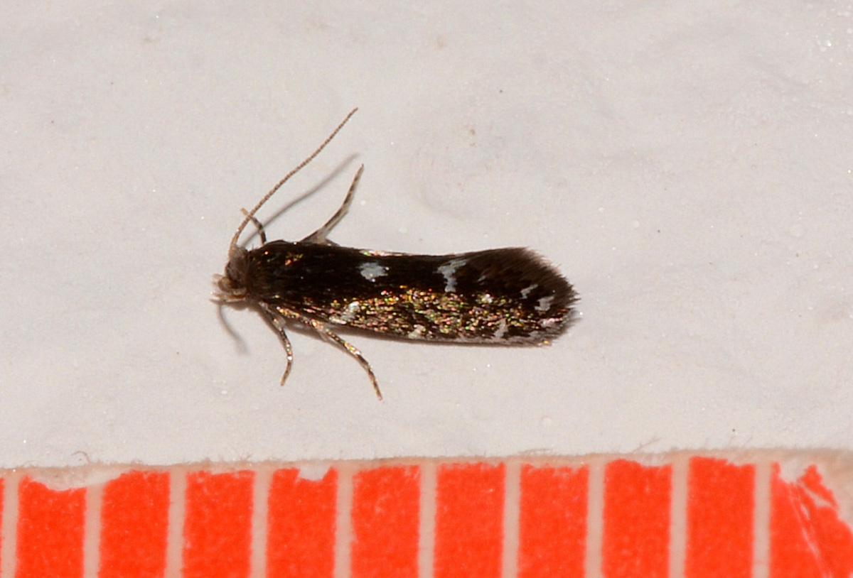 Piccola da id - Cfr. Infurcitinea argentimaculella, Tineidae