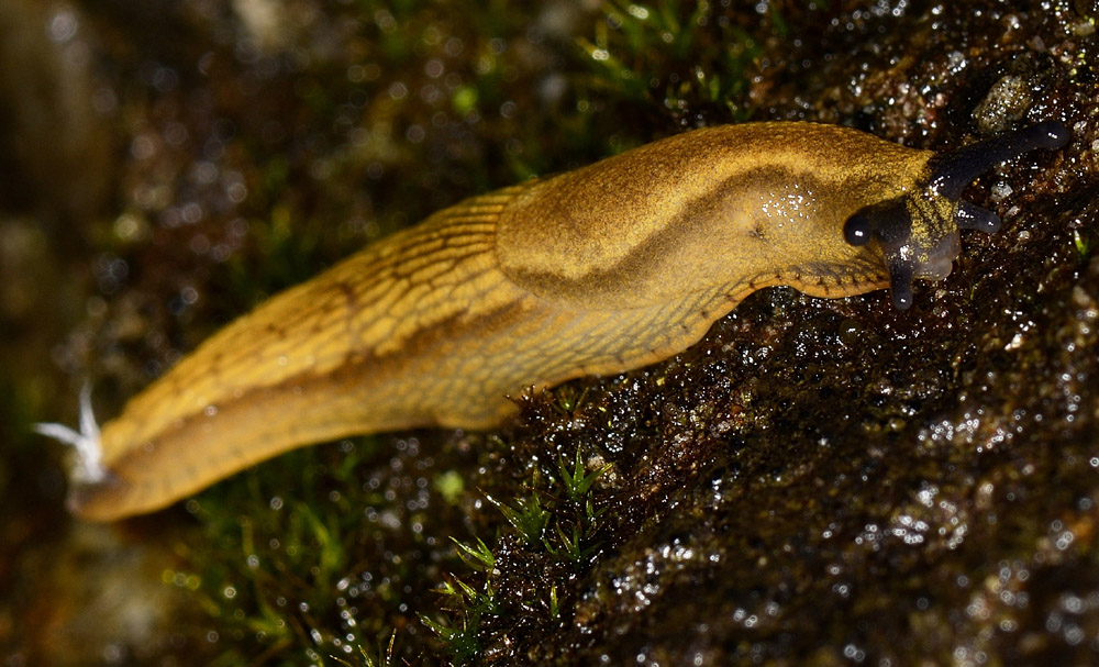 Arionidae ?