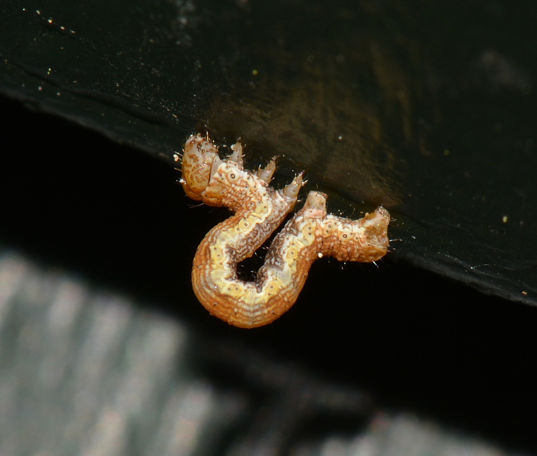 Piccola larva - Erannis defoliaria