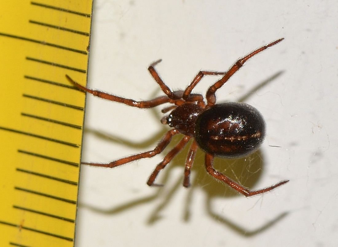 Theridiidae: Steatoda bipunctata - Bannio Anzino (VB)
