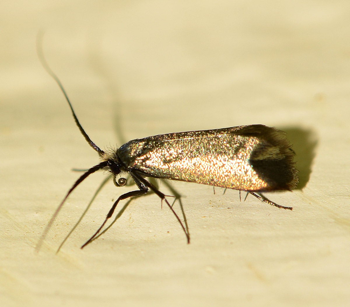 Adelidae: Adela reaumurella