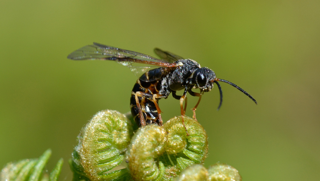 Strongylogaster (multifasciata?) predato da Rhynocoris annulatus (Heteroptera Reduviidae)