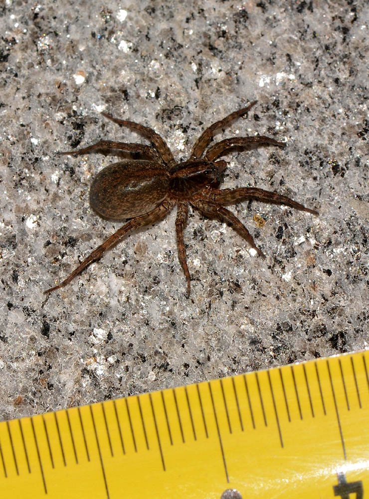 Lycosidae: Trochosa sp. - Bannio Anzino  (VB)